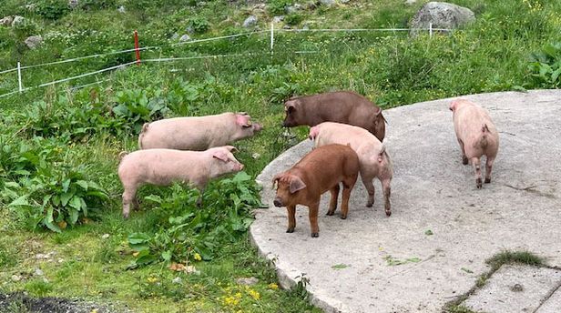 Almschweine in der Alpe Tritsch